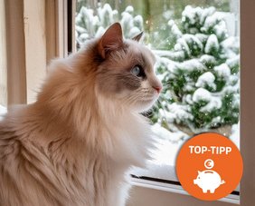 Katze schaut aus dem Fenster auf Winterlandschaft, mit Text: "Top-Tipp"