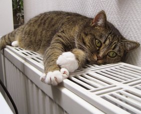 Katze liegt aug Heizkörper