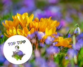 blühende bunte Blumen auf einer Wiese