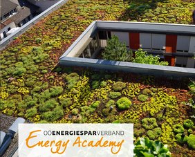 Dachbegrünung auf einem Flachdach