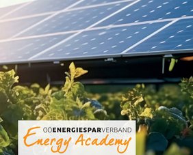 Auschnitt einer Freiflächen-PV mit Wiese in Vordergrund